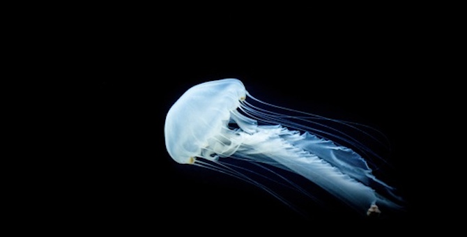 Small,Jellyfish,Floating,In,The,Water.,The,Background,Is,Dark.