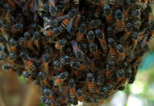 Apparition d’une colonie d’abeilles naines rouges, une menace inédite en Europe